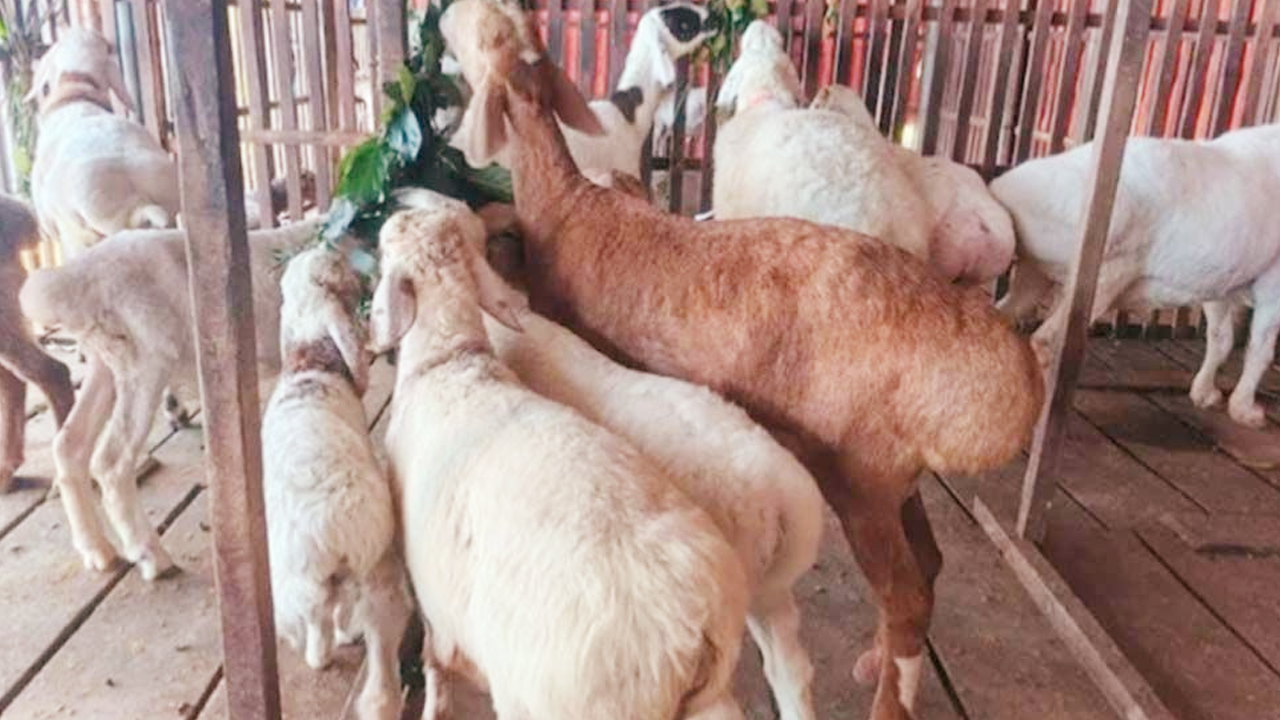 গ্রামের মাটিতে দুম্বার খামার, স্বপ্ন ছুঁয়েছেন দুই ভাই